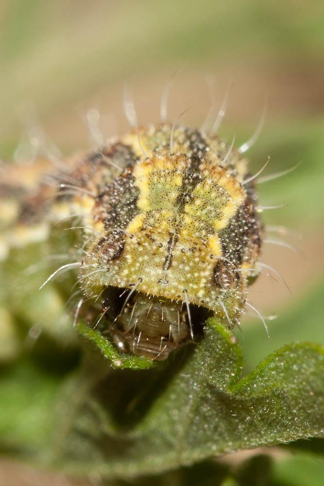Noctuelle peltigère (La) Heliothis peltigera (Denis & Schiffermüller, 1775)