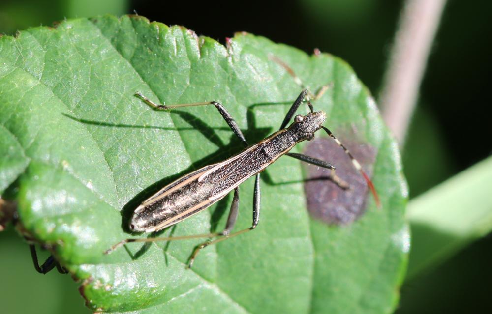 Micrelytra fossularum (Rossi, 1790)