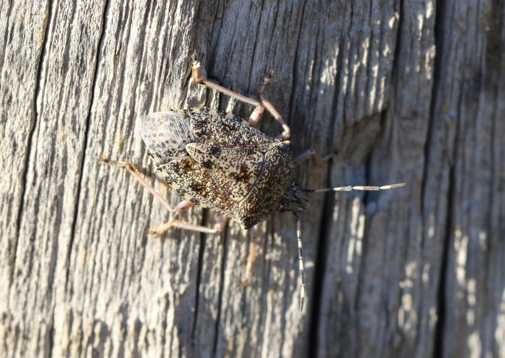 Punaise nébuleuse, Punaise grise Rhaphigaster nebulosa (Poda, 1761)