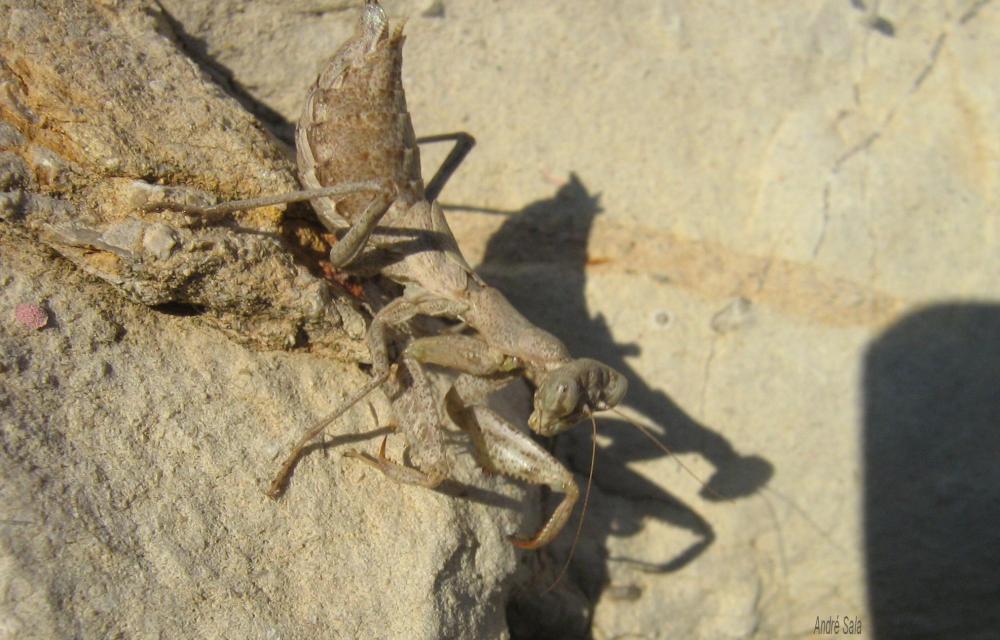 Ameles spallanzania (Rossi, 1792)