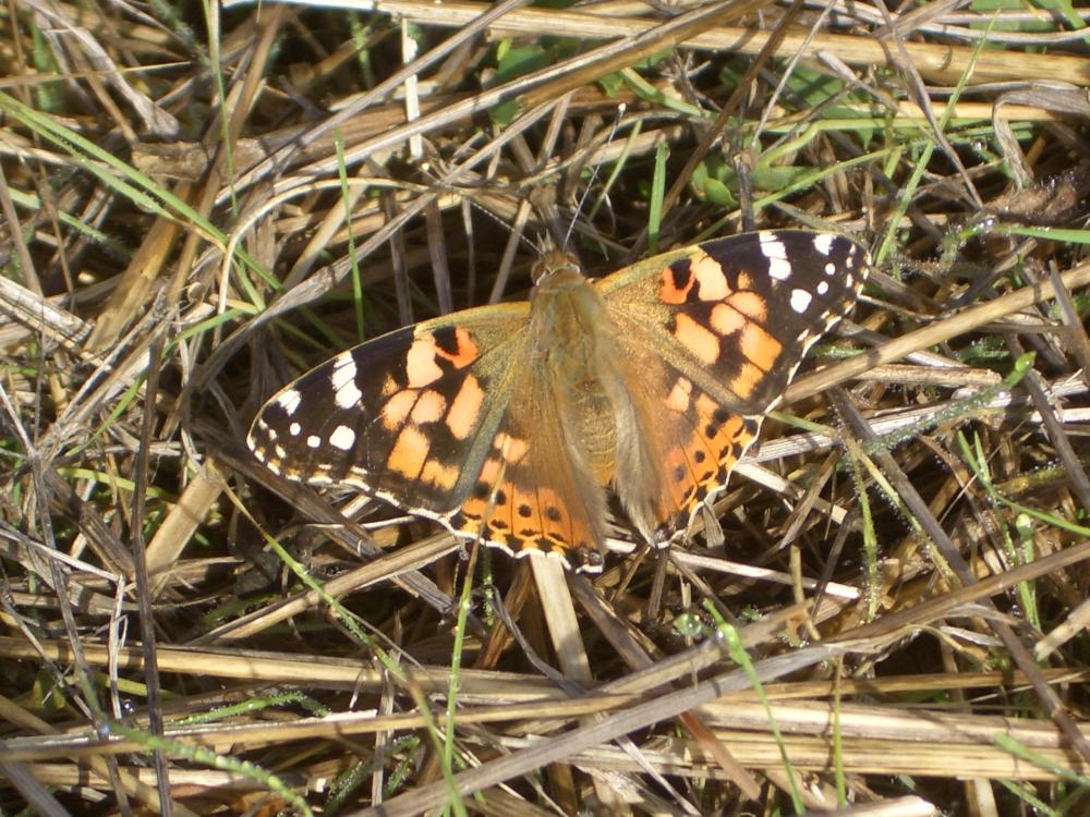 Vanesse des Chardons (La), Belle-Dame (La), Vaness Vanessa cardui (Linnaeus, 1758)