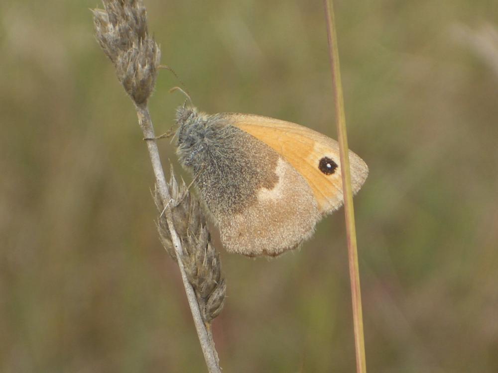 Fadet commun (Le), Procris (Le), Petit Papillon de Coenonympha pamphilus (Linnaeus, 1758)