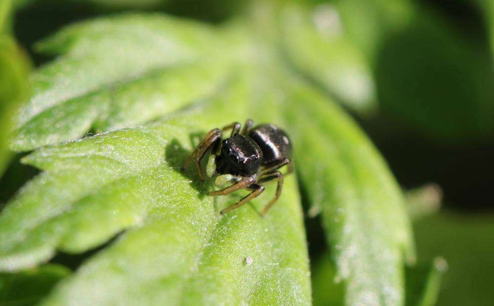 Saltique cuivré Heliophanus cupreus (Walckenaer, 1802)