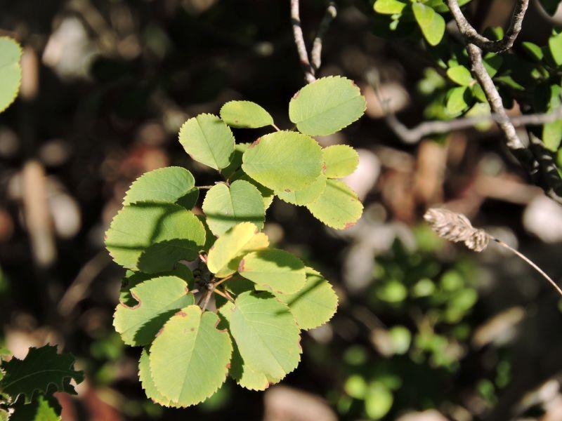 Amélanchier Amelanchier ovalis Medik., 1793