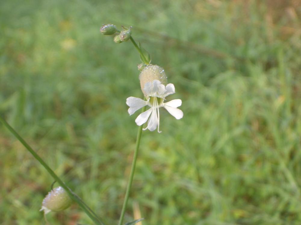 Silène enflé, Tapotte Silene vulgaris (Moench) Garcke, 1869