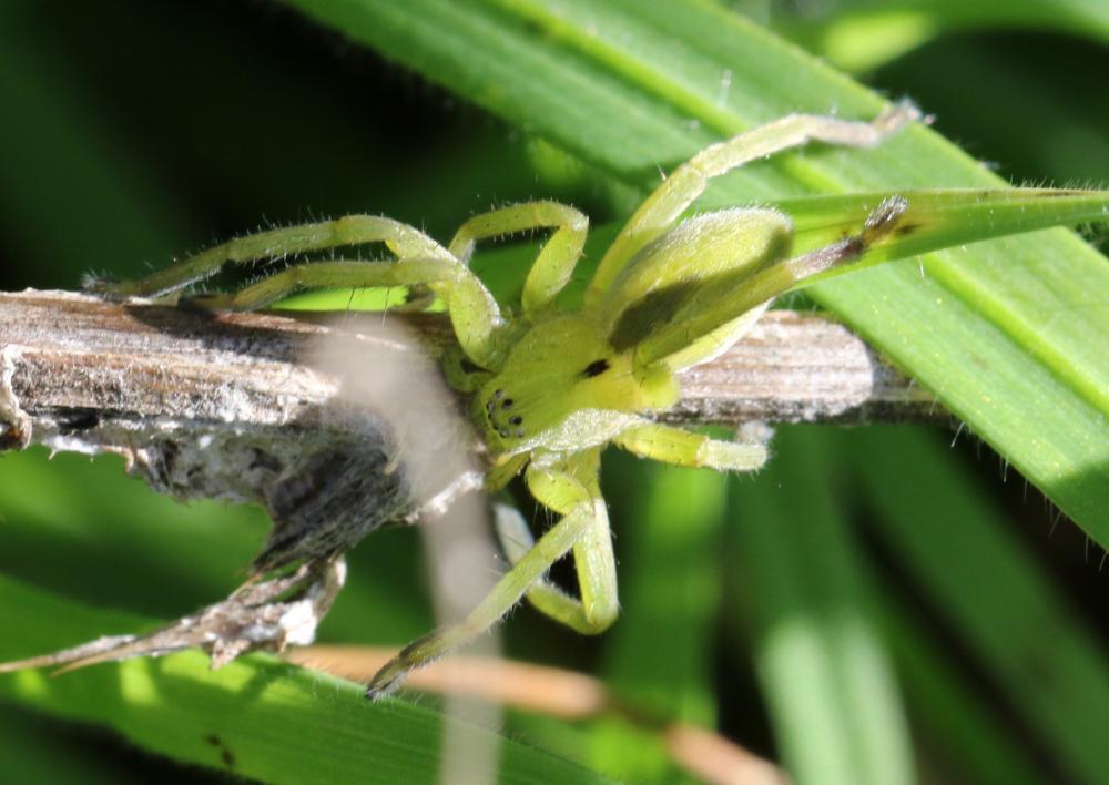  Micrommata ligurinum (C. L. Koch, 1845)