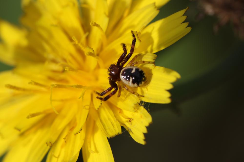 Thomise Napoléon Synema globosum (Fabricius, 1775)