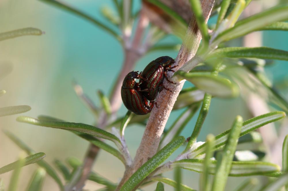 Chrysomèle du Romarin Chrysolina americana (Linnaeus, 1758)
