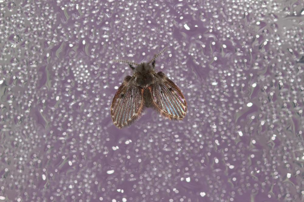  Clogmia albipunctata (Williston, 1893)