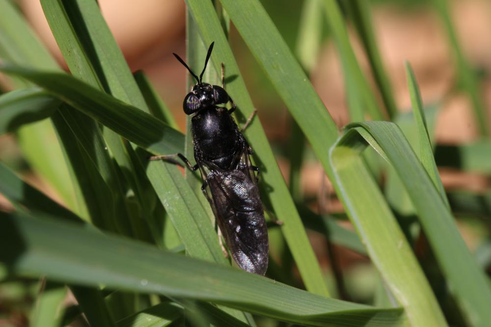 Hermetia illucens (Linnaeus, 1758)