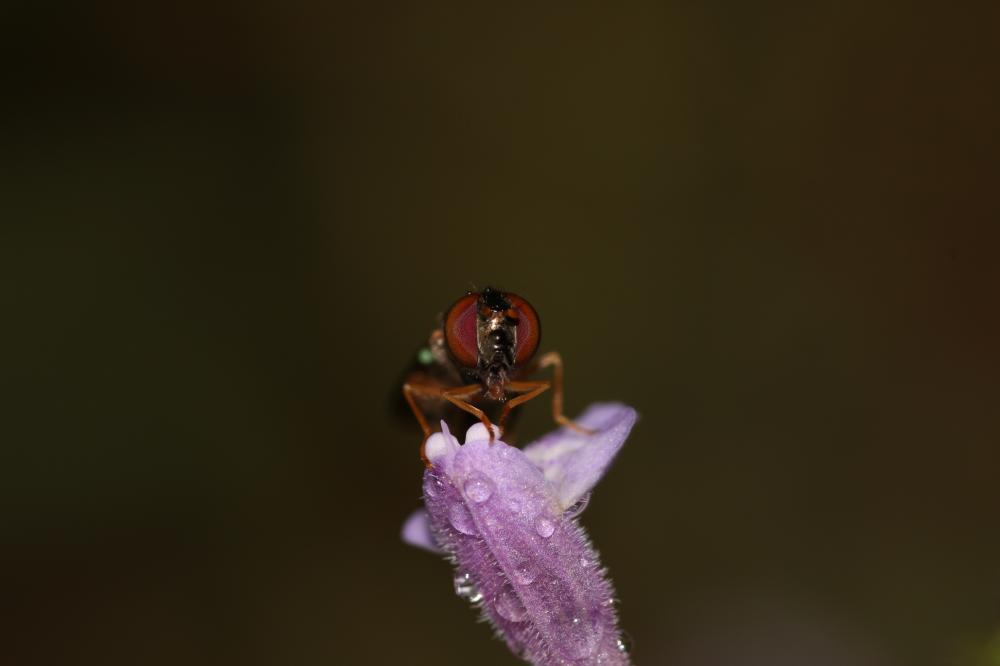  Melanostoma scalare (Fabricius, 1794)
