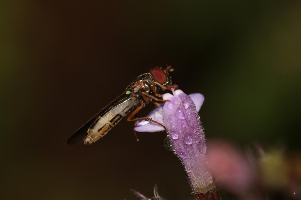 Melanostoma scalare (Fabricius, 1794)