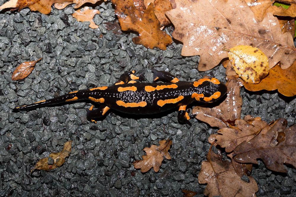 Salamandre tachetée Salamandra salamandra (Linnaeus, 1758)