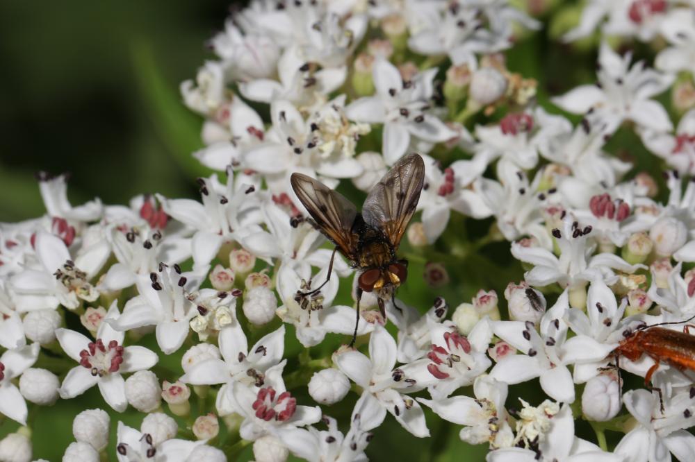 Phasia hemiptera (Fabricius, 1794)