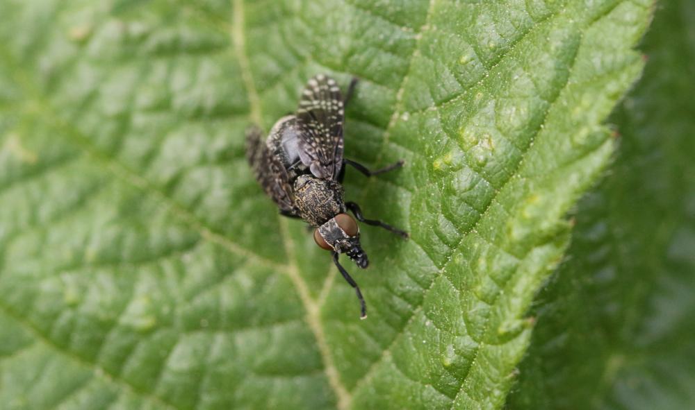 Platystoma Meigen, 1803