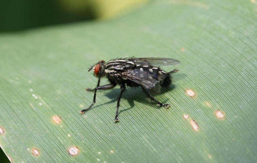 Mouche à damier, Mouche grise de la viande Sarcophaga carnaria (Linnaeus, 1758)