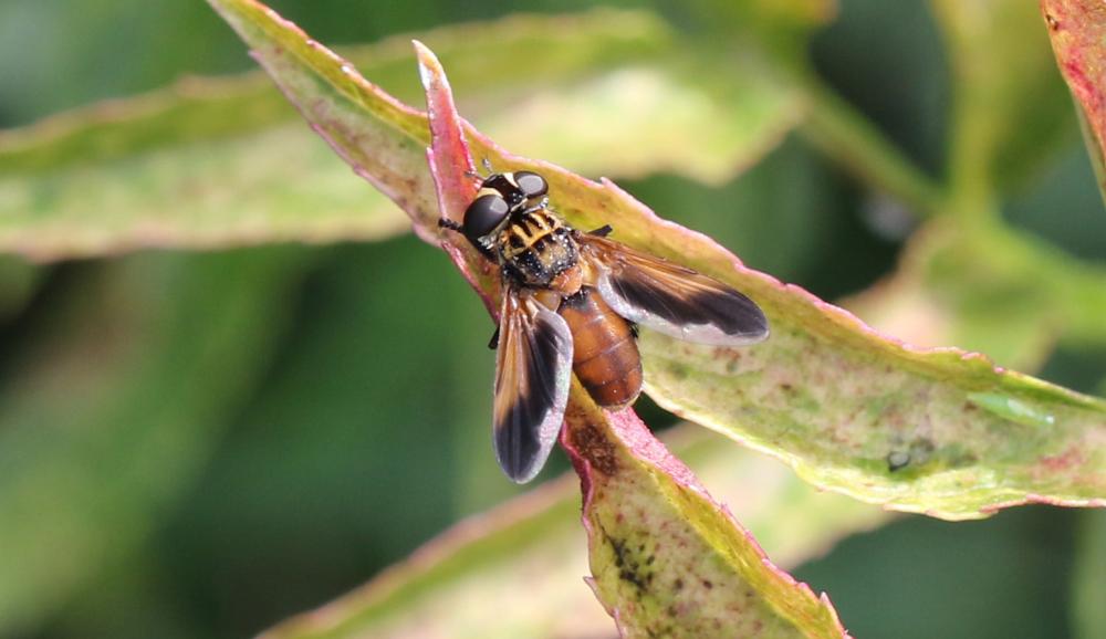 Trichopoda pennipes (Fabricius, 1781)