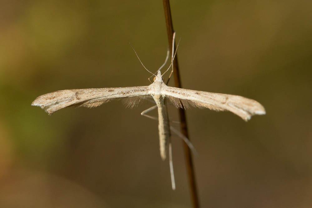  Stenoptilia bipunctidactyla (Scopoli, 1763)