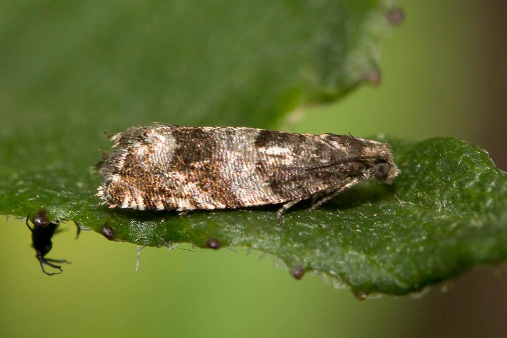  Rhopobota myrtillana (Humphreys & Westwood, 1845)