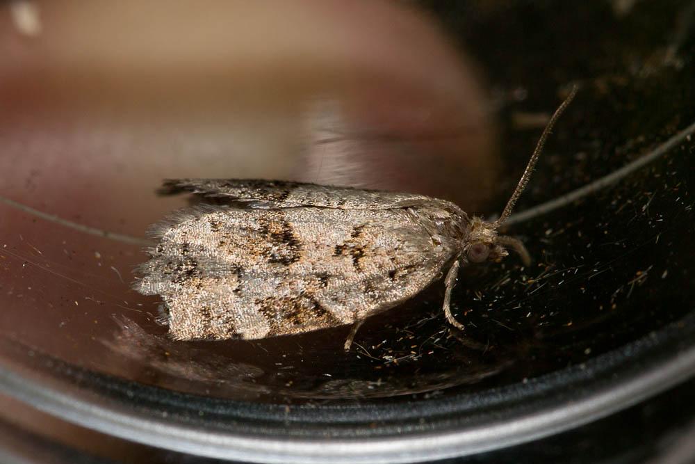  Dichelia histrionana (Frölich, 1828)