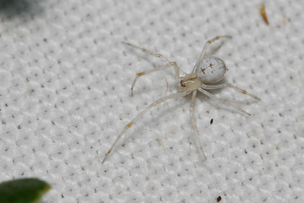  Enoplognatha Pavesi, 1880