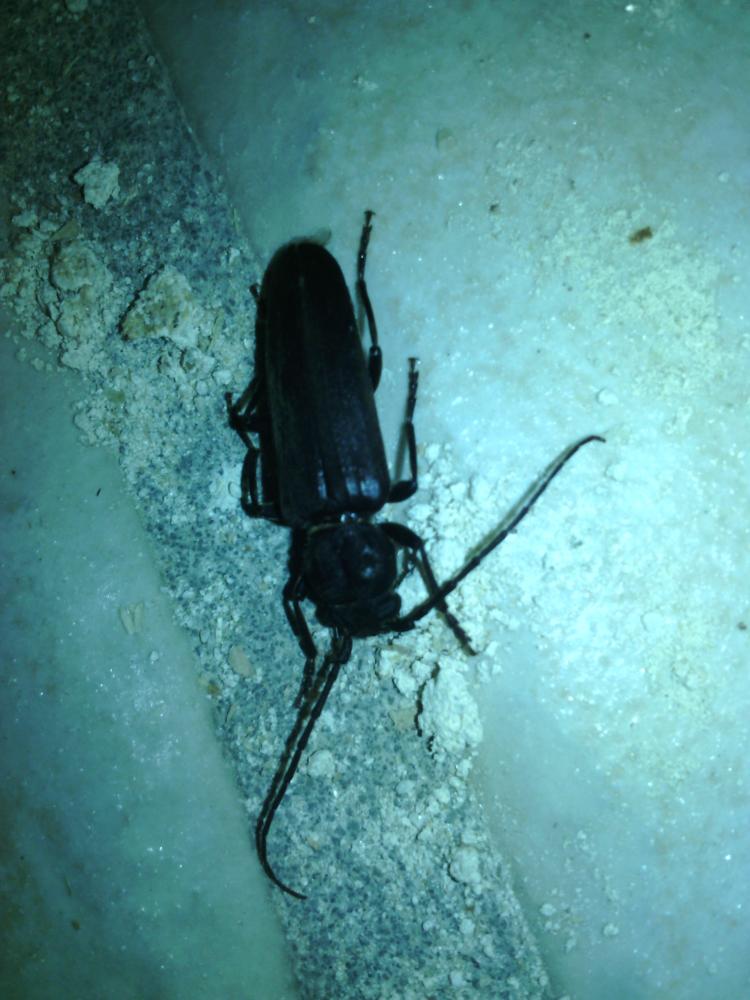 Arhopalus ferus (Mulsant, 1839)