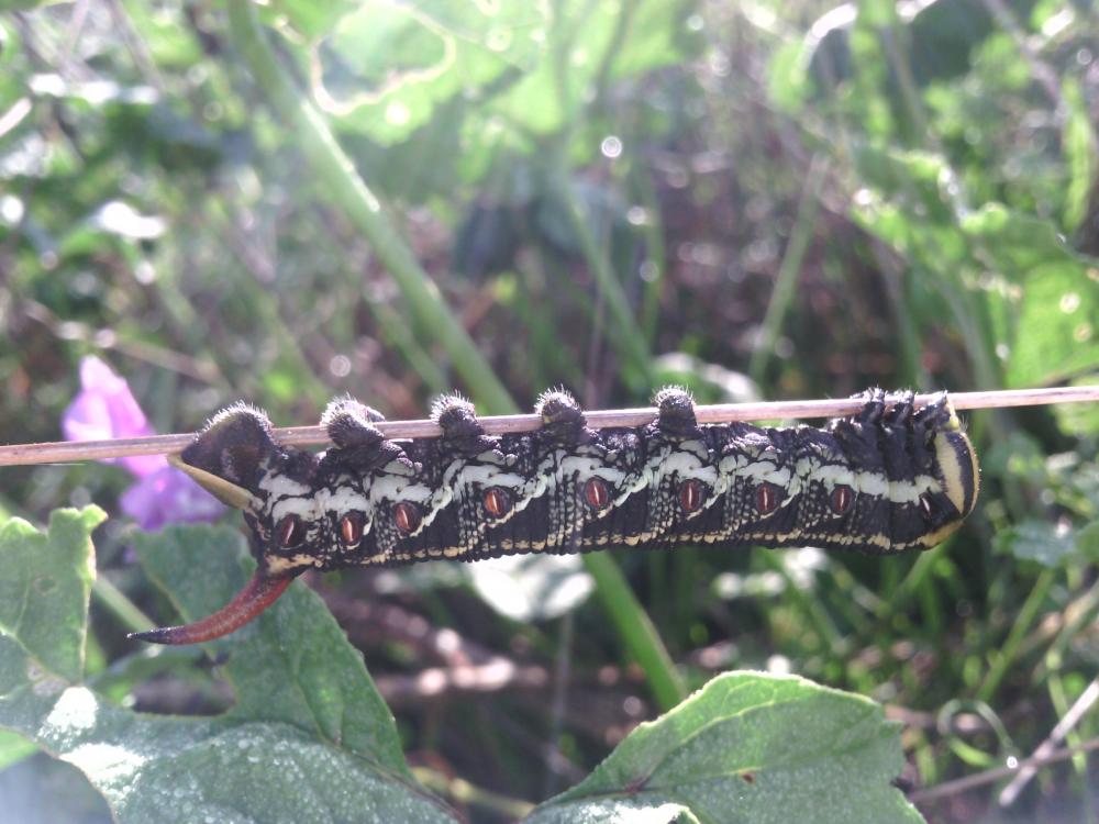 Sphinx du Liseron (Le) Agrius convolvuli (Linnaeus, 1758)