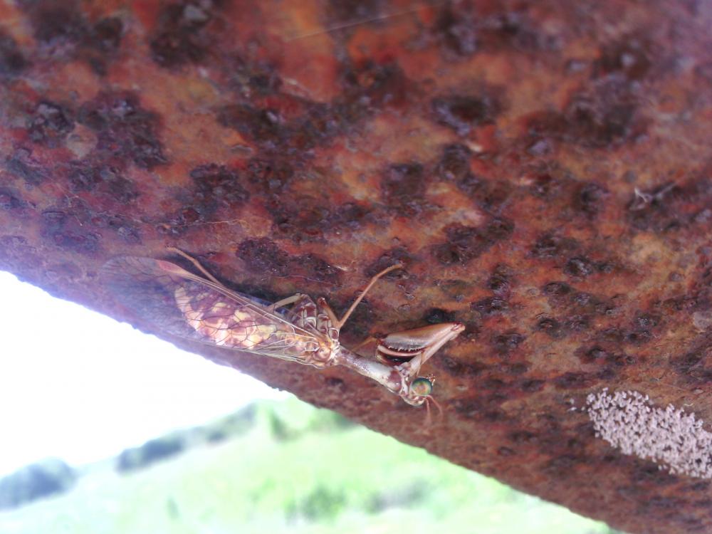 Mantispa styriaca (Poda, 1761)