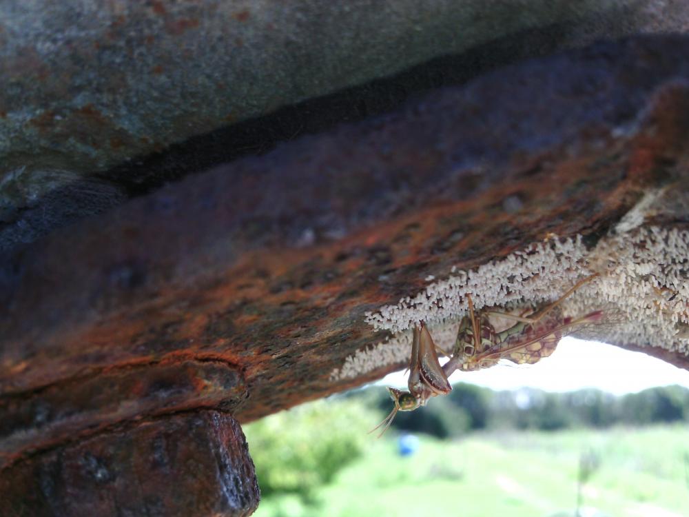 Mantispa styriaca (Poda, 1761)