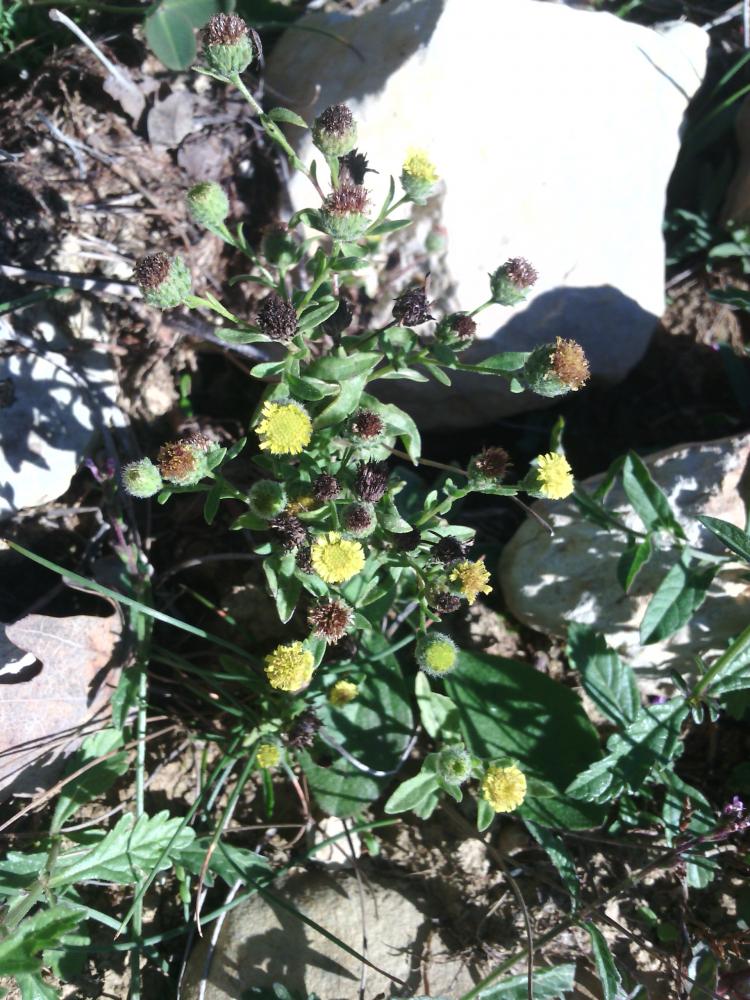 Herbe de Saint-Roch, Pulicaire annuelle, Pulicaire Pulicaria vulgaris Gaertn., 1791