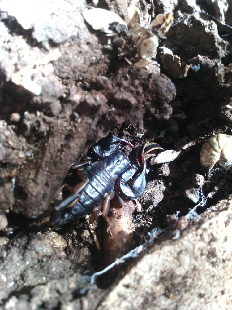 Euscorpius flavicaudis (De Geer, 1778)