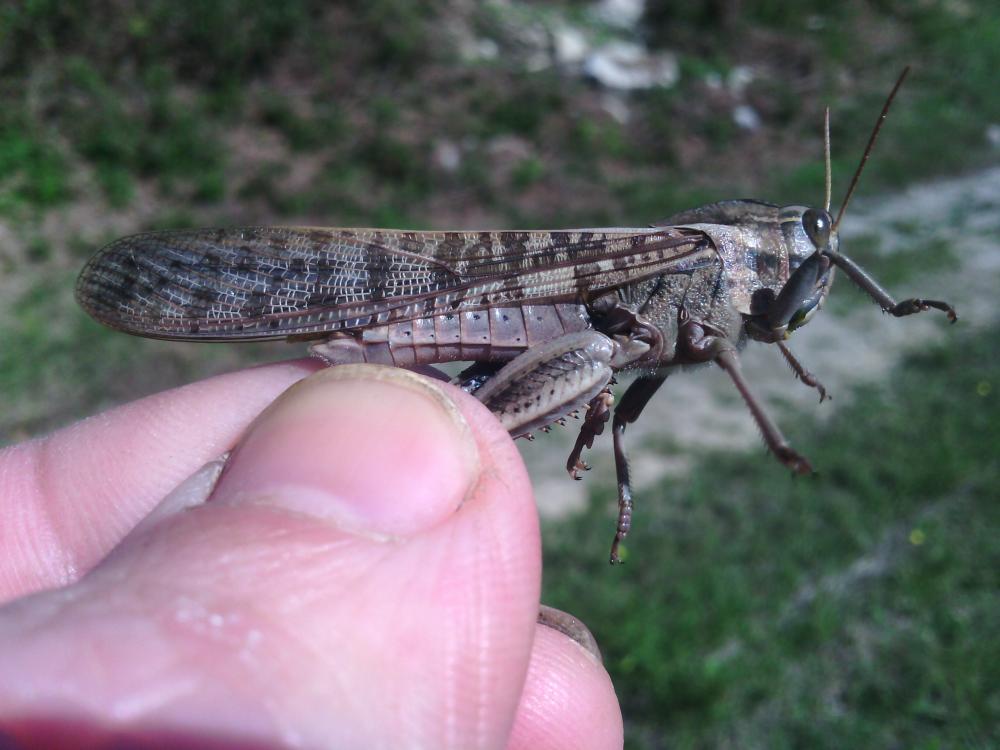Criquet cendré Locusta cinerascens (Fabricius, 1781)