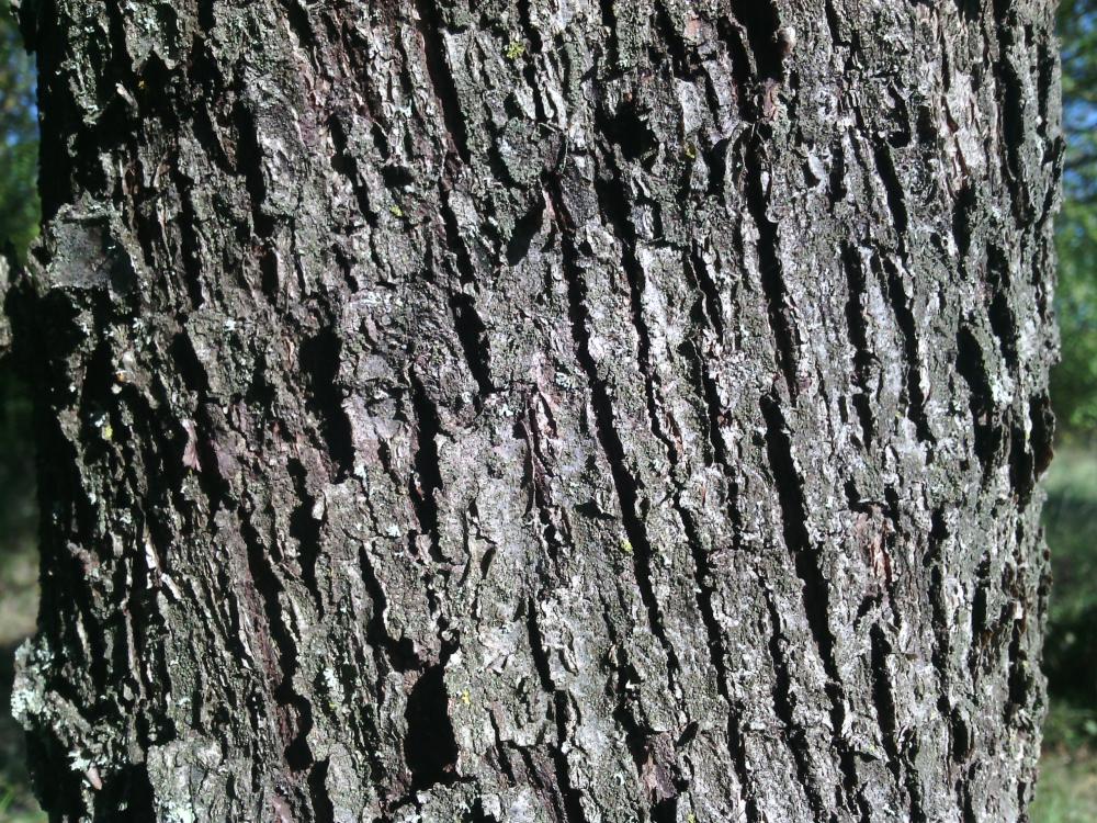 Cormier, Sorbier domestique Sorbus domestica L., 1753