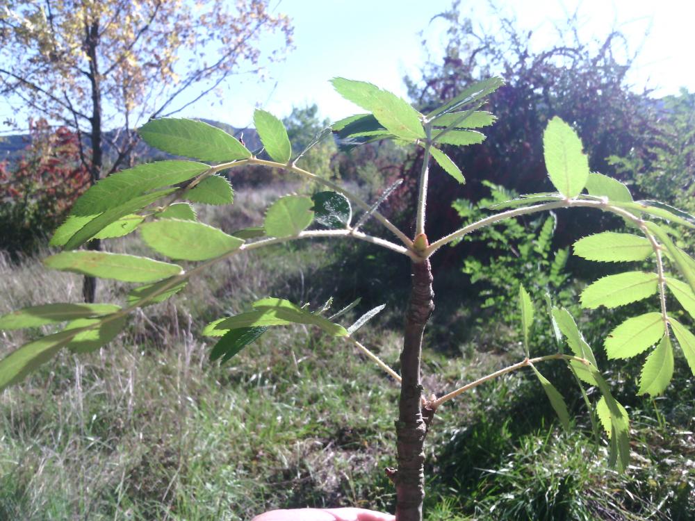 Cormier, Sorbier domestique Sorbus domestica L., 1753