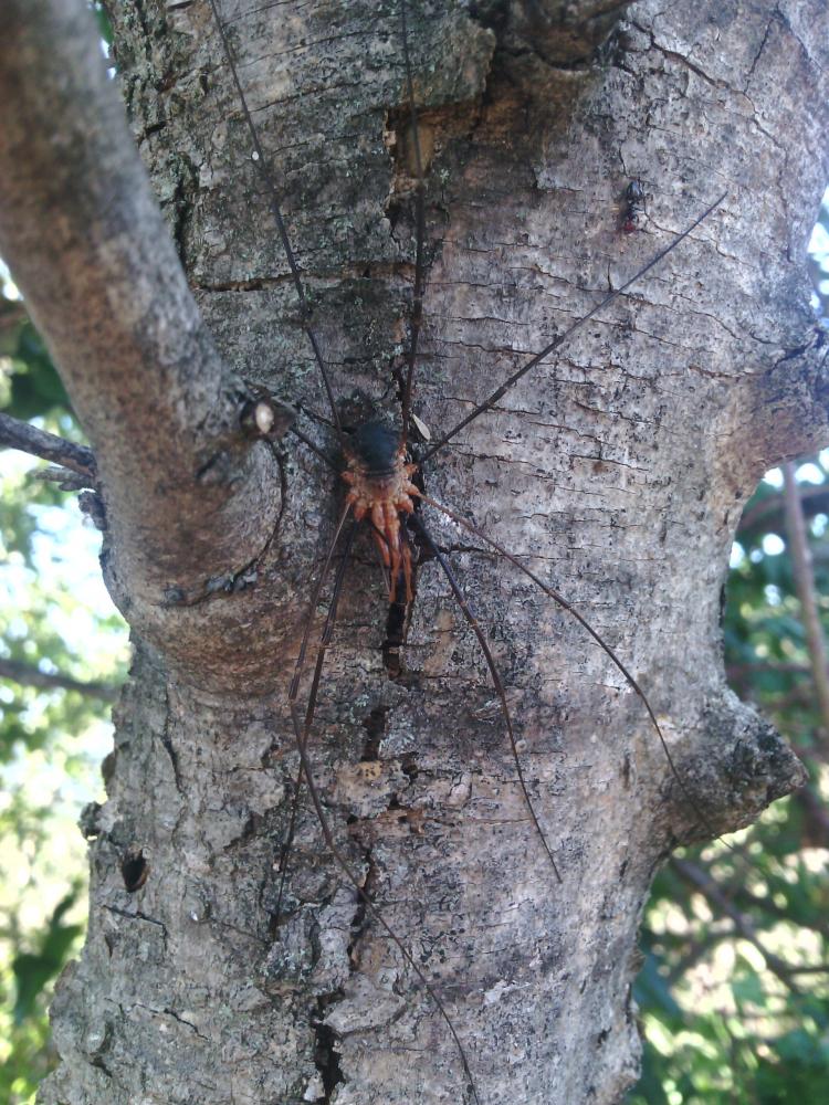 Le  sp. Opilio Herbst, 1798 sp.