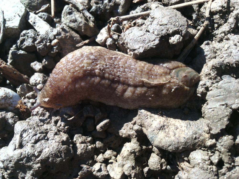 Testacelle commune Testacella haliotidea Draparnaud, 1801