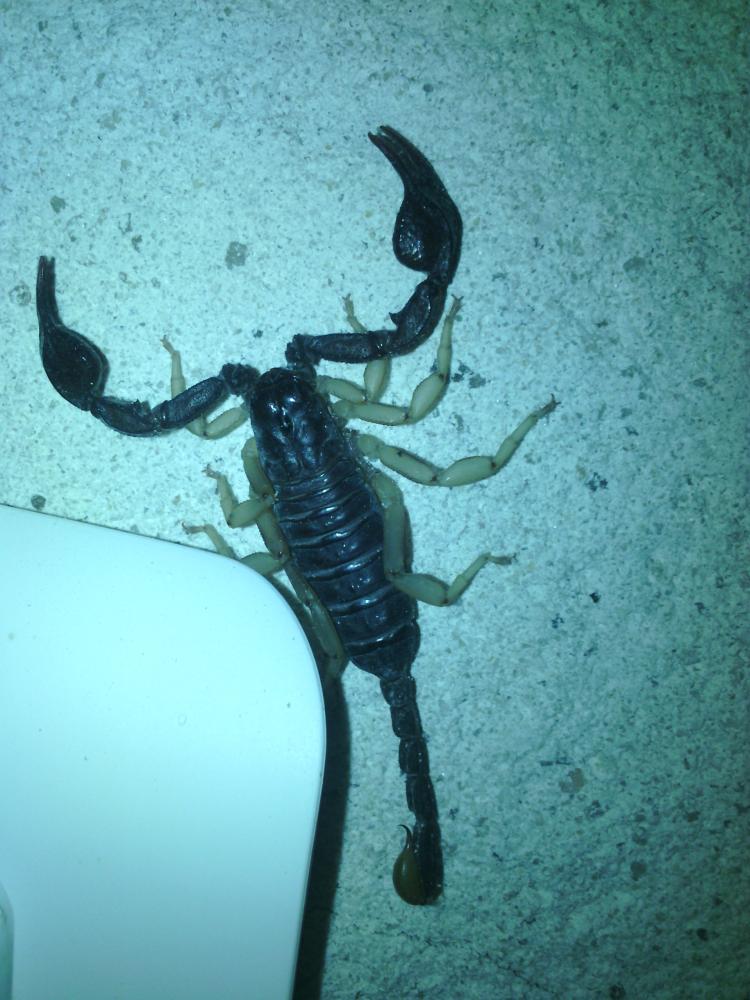 Euscorpius flavicaudis (De Geer, 1778)