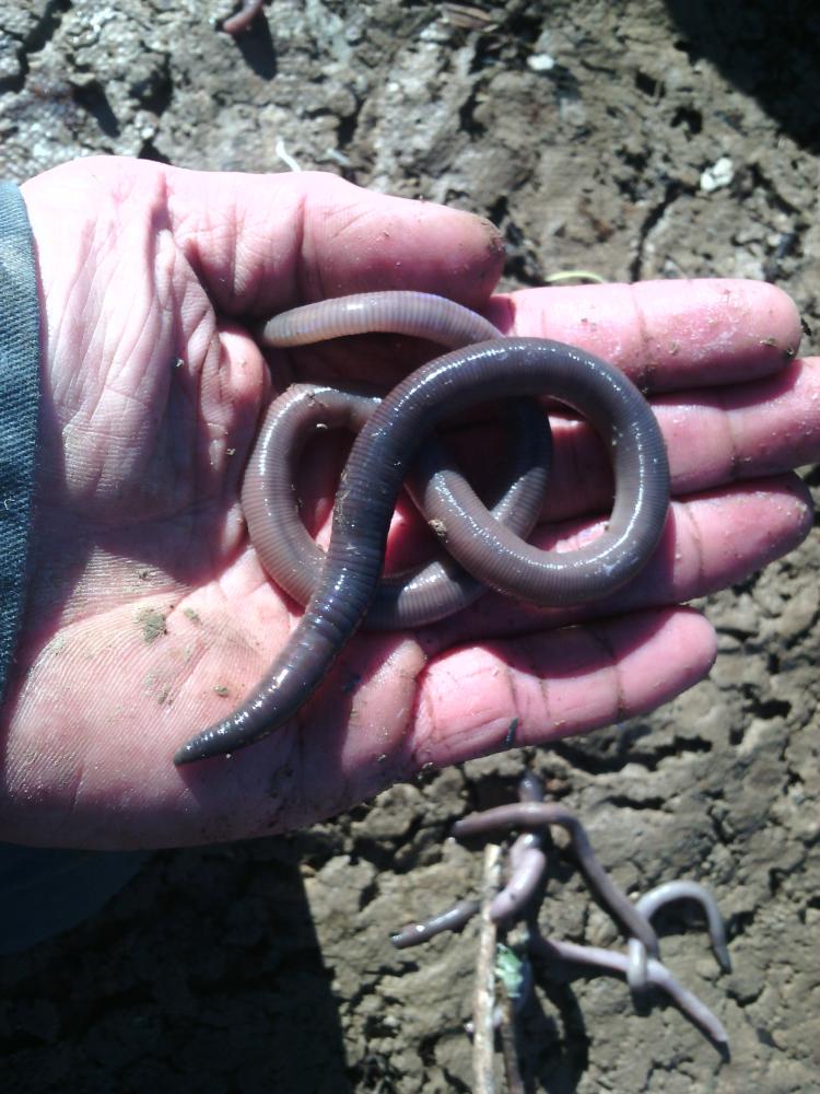 Lumbricus Linnaeus, 1758