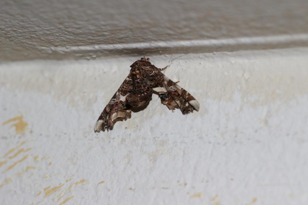 Noctuelle adulatrice (La) Eutelia adulatrix (Hübner, 1813)