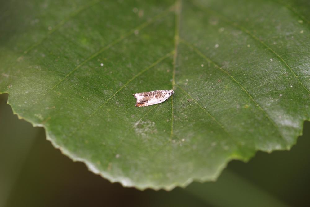 Ancylis laetana (Fabricius, 1775)