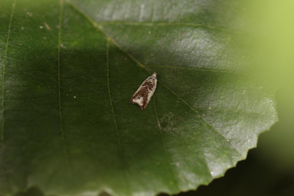  Ancylis laetana (Fabricius, 1775)