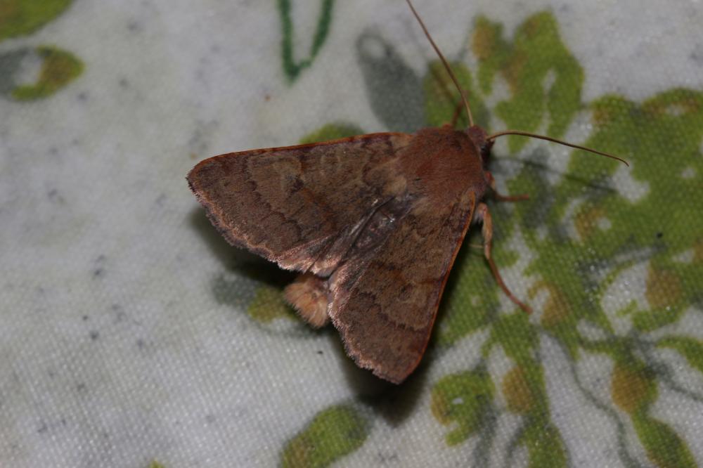 Xanthie rufine (La) Agrochola helvola (Linnaeus, 1758)