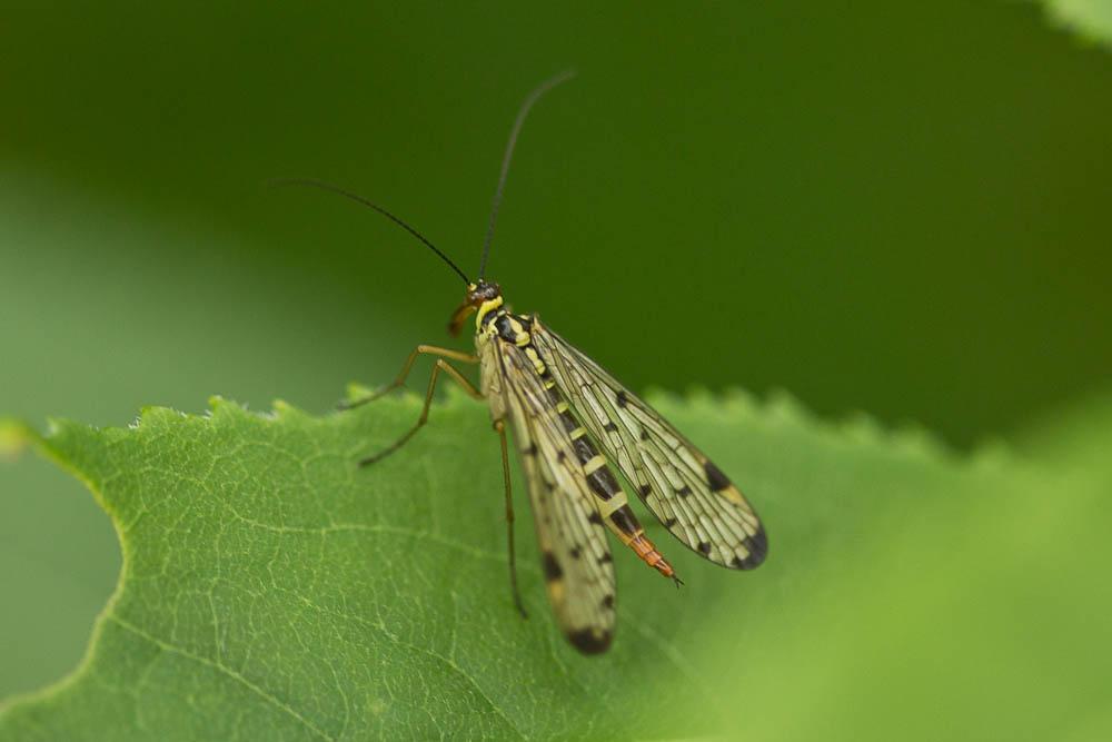 Panorpa germanica Linnaeus, 1758