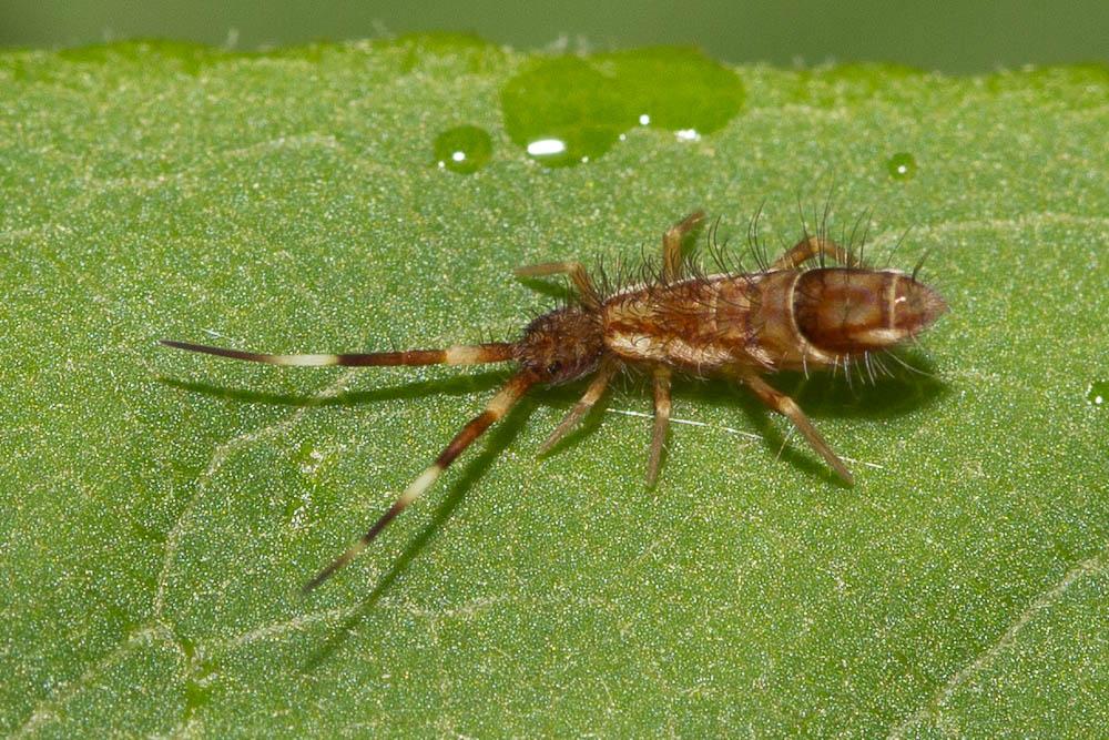  Orchesella cincta (Linnaeus, 1758)