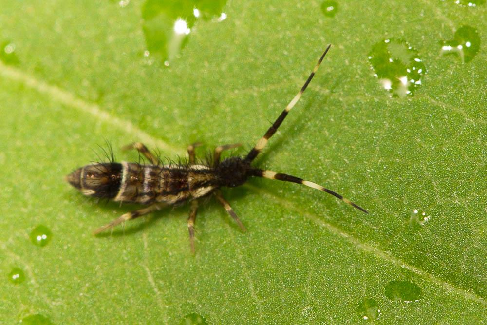 Orchesella cincta (Linnaeus, 1758)
