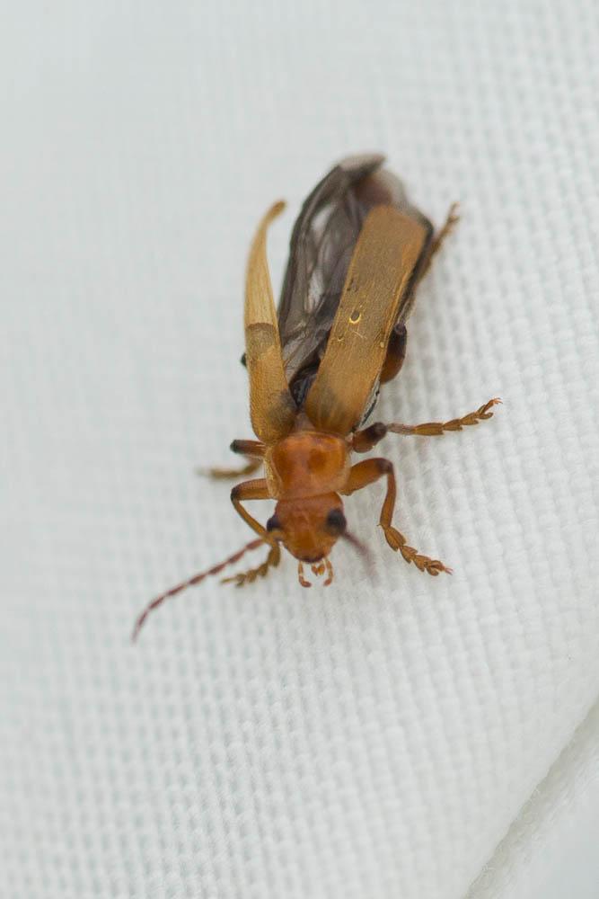  Cantharis pallida Goeze, 1777