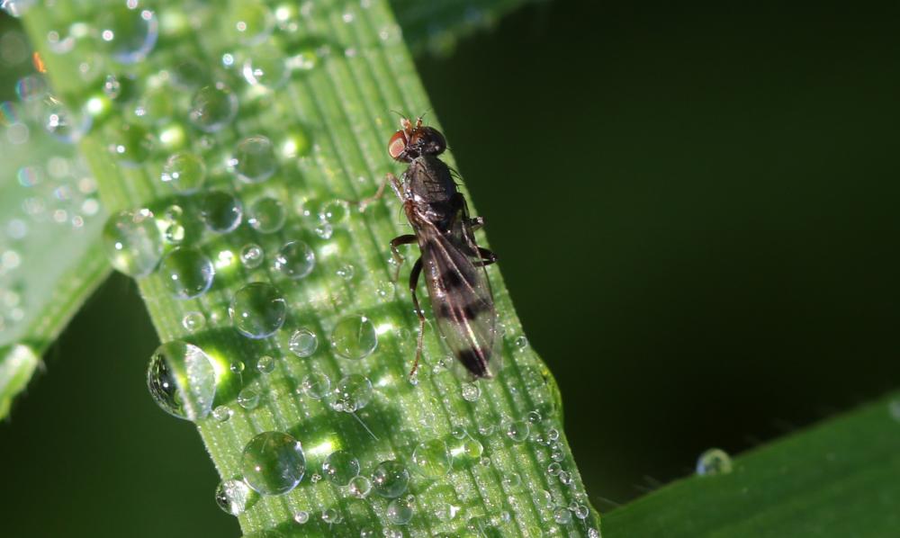 Geomyza tripunctata Fallén, 1823