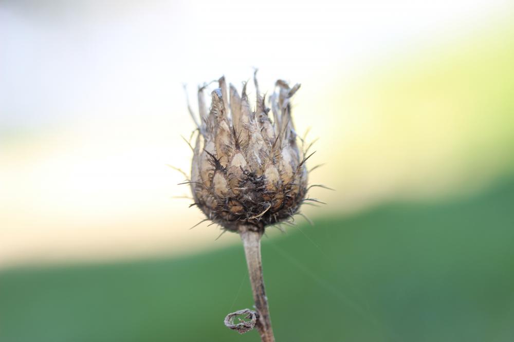 Centaurée des collines Centaurea collina L., 1753