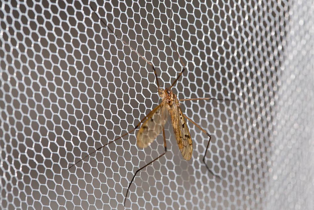 Metalimnobia quadrinotata (Meigen, 1818)