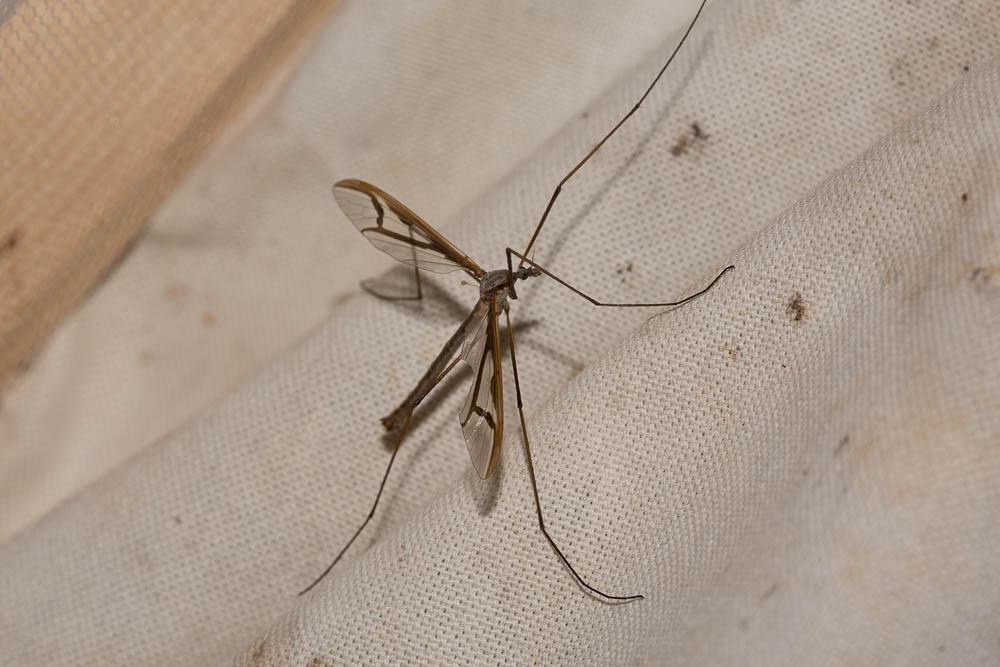 Pedicia rivosa (Linnaeus, 1758)